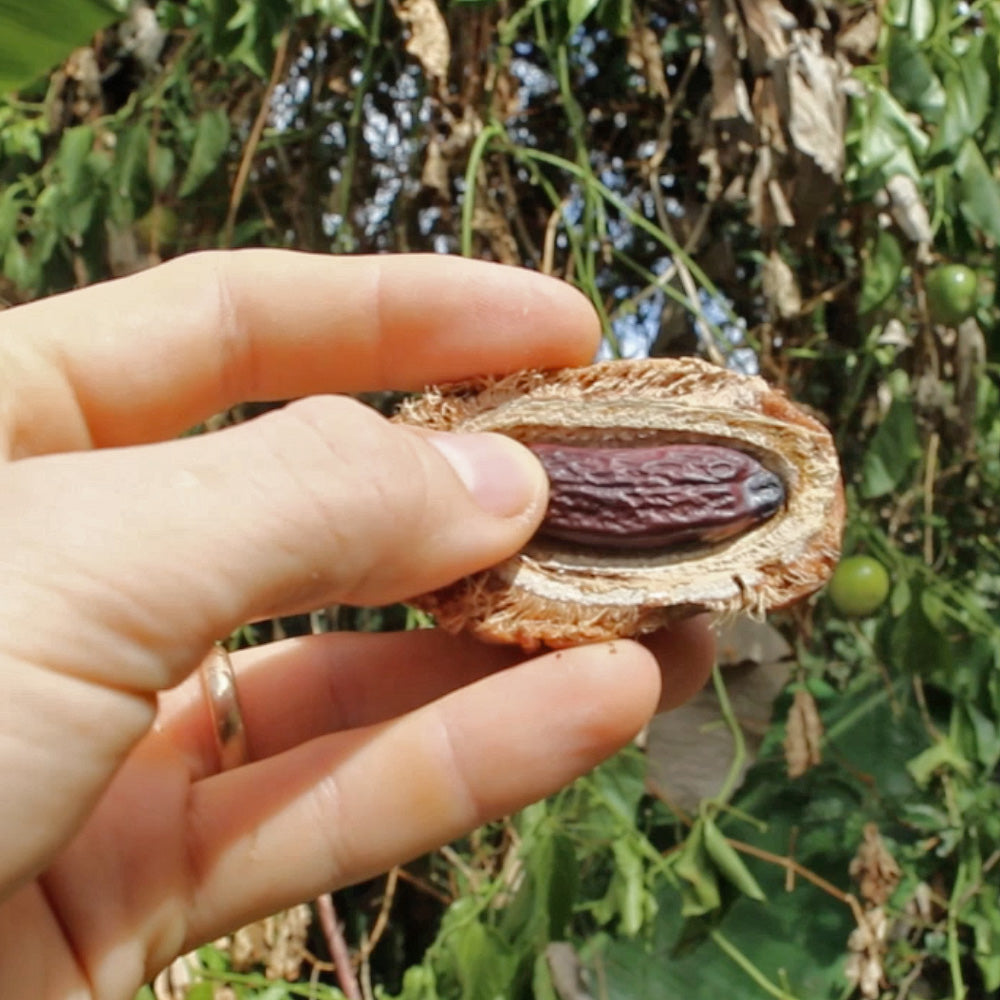 Does Tonka Bean Smell Like Vanilla  