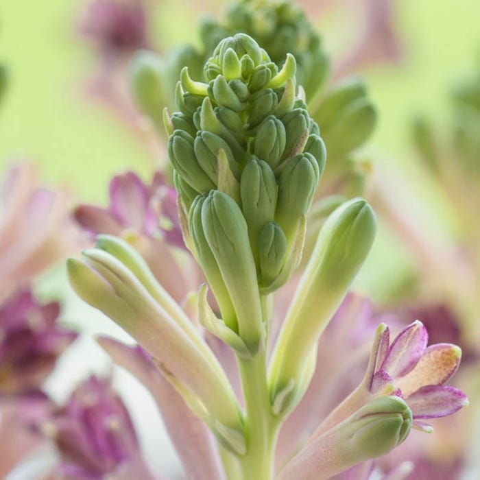 What does Tuberose Smell Like? All about It's Ancient Alluring Effects
